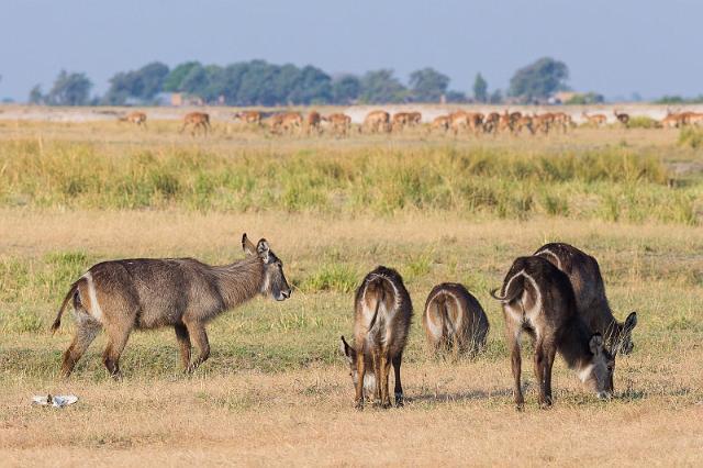 067 Botswana, Chobe NP, waterbokken.jpg